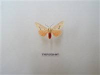 藏品(人紋污燈蛾)的圖片